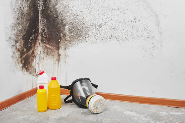 Best Mold Testing  in Blackfoot, ID