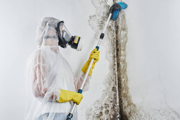 Best Commercial Mold Removal  in Blackfoot, ID