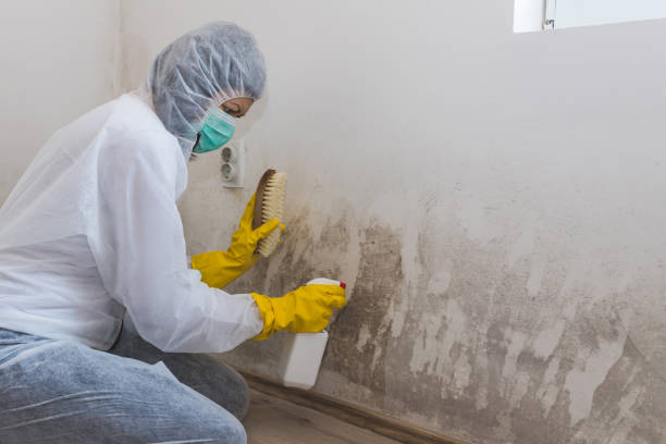Best Residential Mold Removal  in Blackfoot, ID