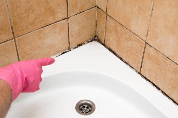 Best Crawl Space Mold Removal  in Blackfoot, ID